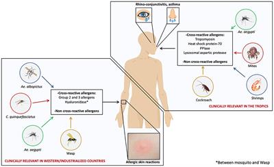 Mosquitoes: Important Sources of Allergens in the Tropics